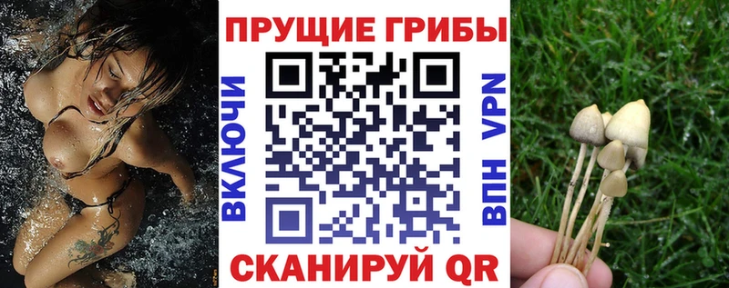 дарнет шоп Кызыл Галлюциногенные грибы Cubensis